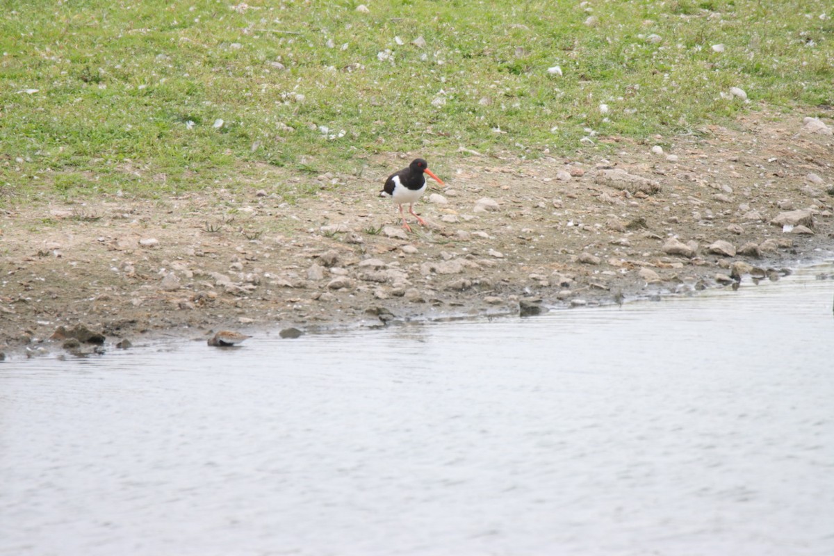 Eurasian Oystercatcher - ML638744058