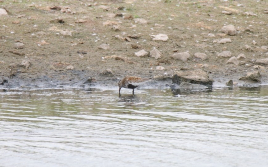 Dunlin - ML638744066