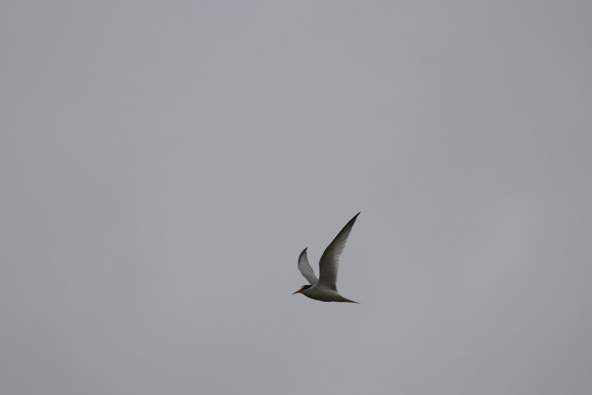 Little Tern - ML638744068
