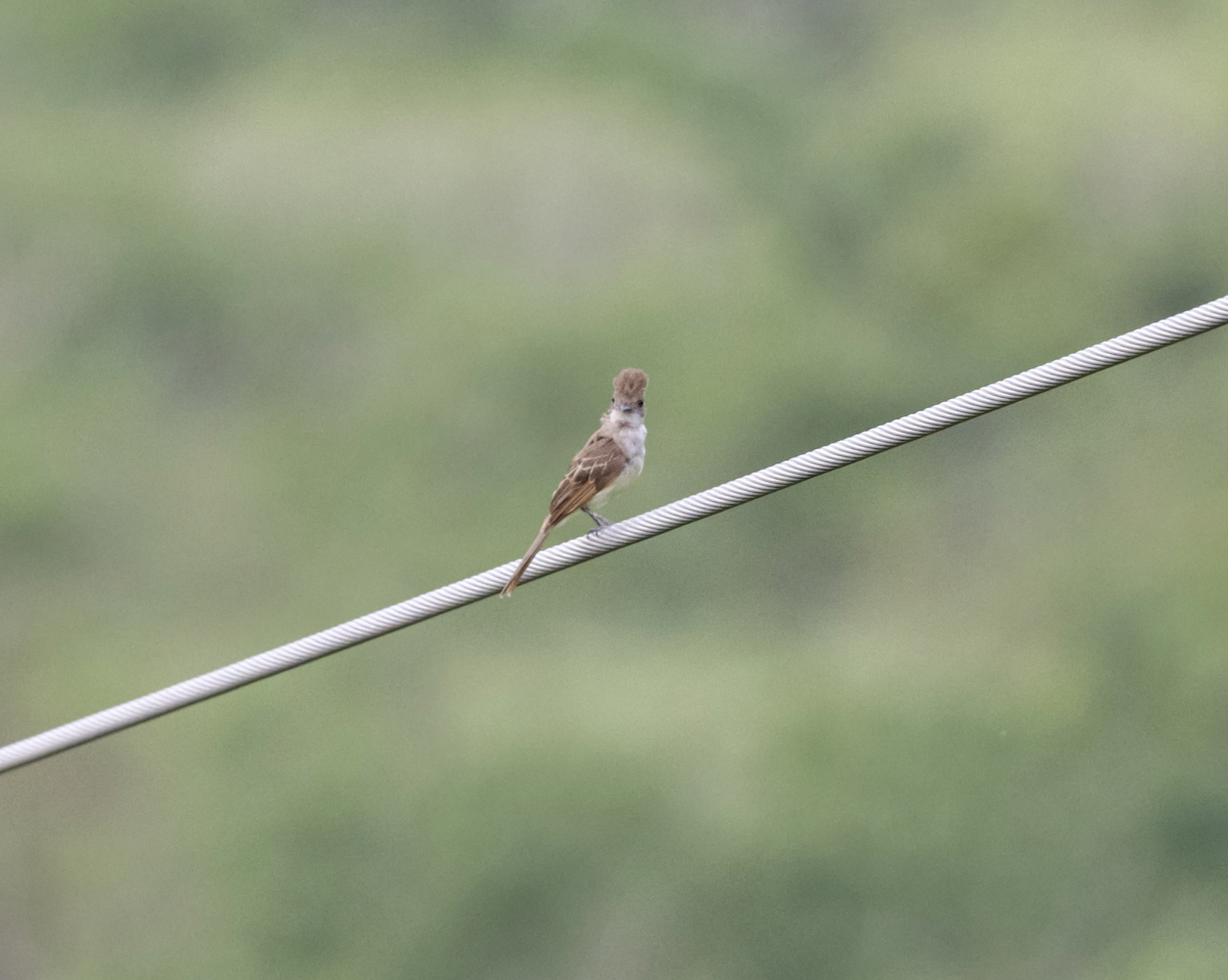 Nutting's Flycatcher (Nutting's) - ML638744136