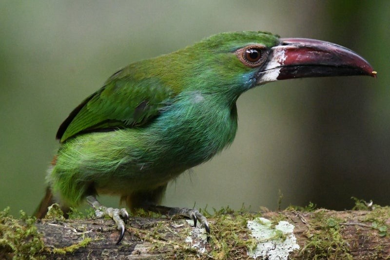Crimson-rumped Toucanet - ML638744145