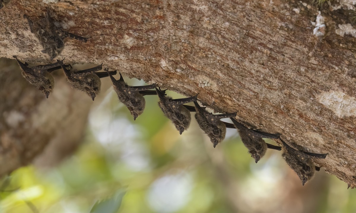 Proboscis Bat - ML638744229