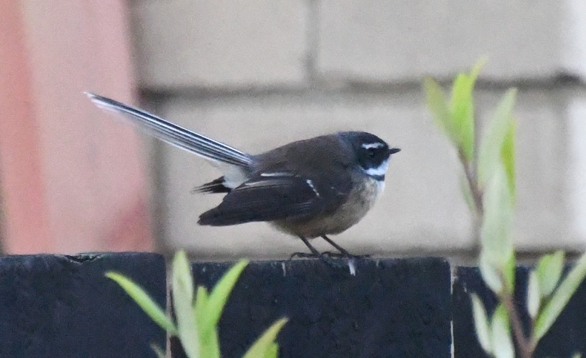 New Zealand Fantail - ML638744283