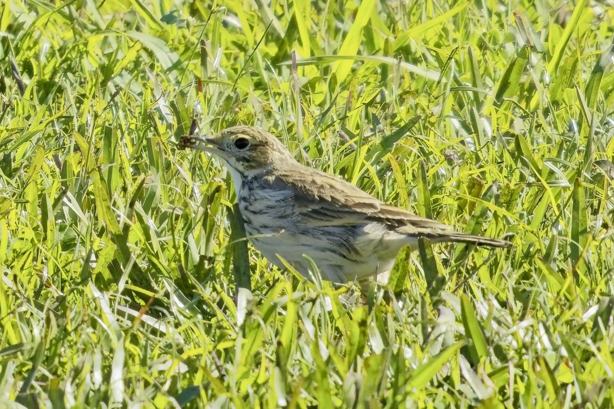 Australian Pipit - ML638744343