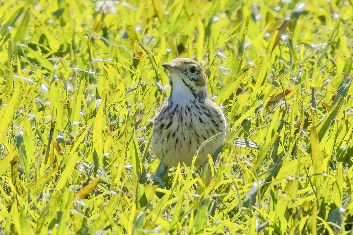 Australian Pipit - ML638744344