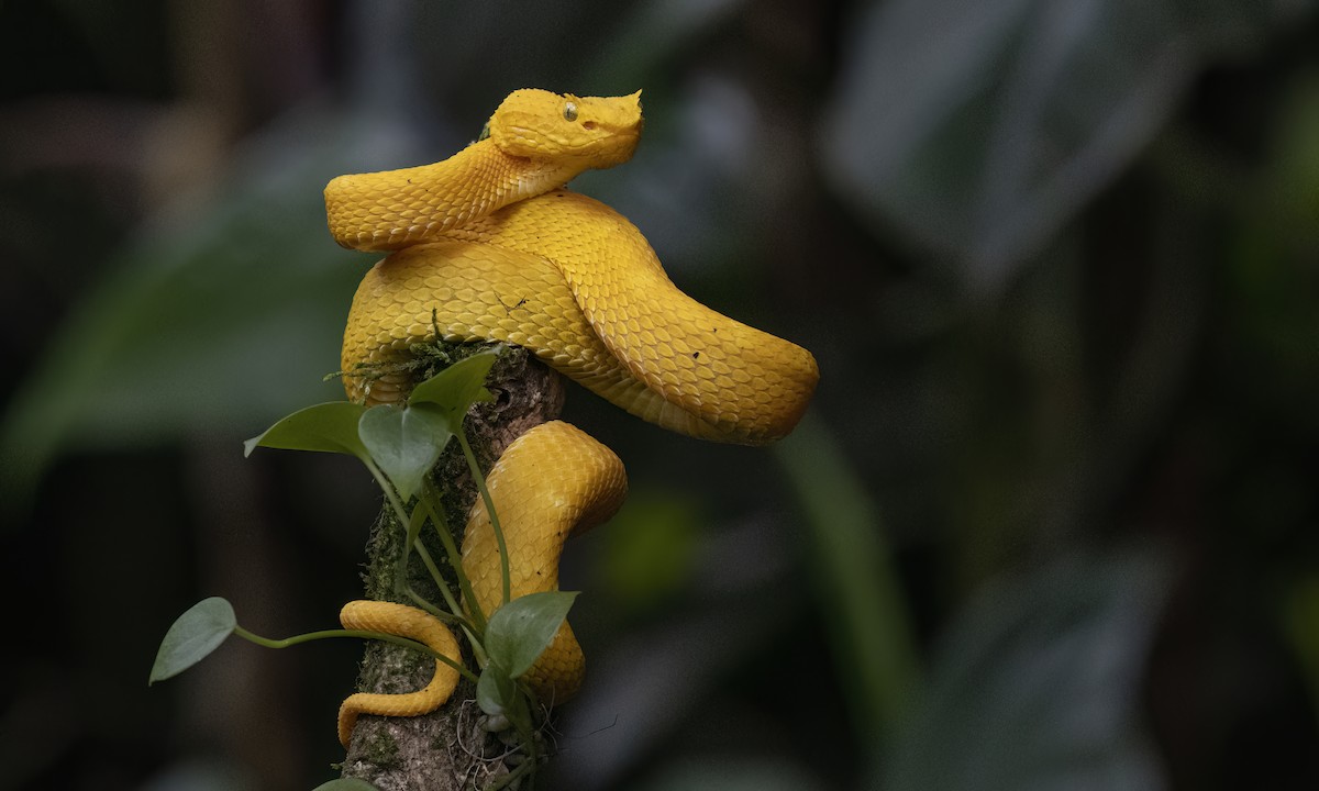 Central American Eyelash-Viper - ML638744368