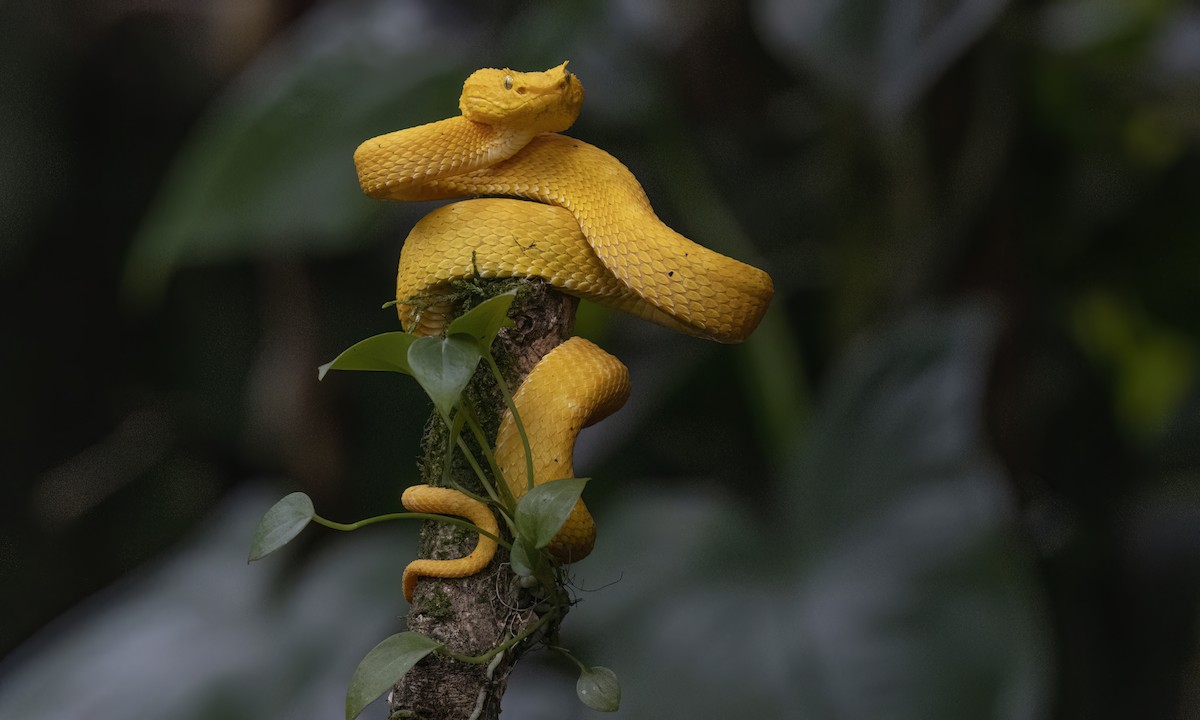 Central American Eyelash-Viper - ML638744369
