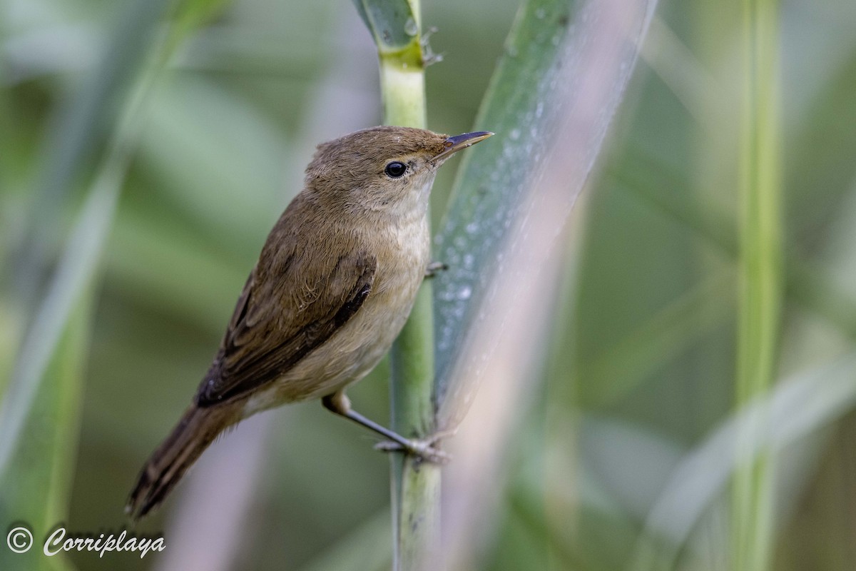 Common Reed Warbler - ML638744372