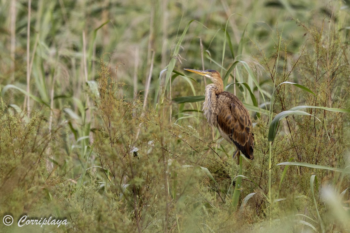 Purple Heron - ML638744378
