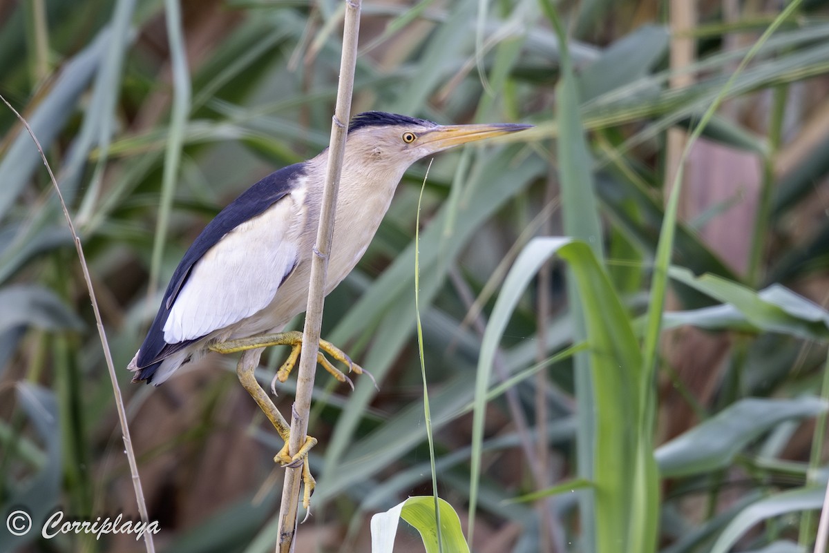 Little Bittern - ML638744383