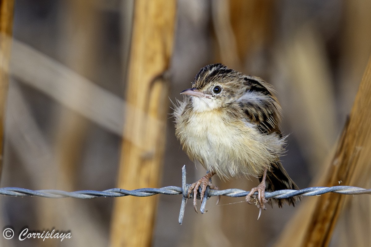 Zitting Cisticola - ML638744393