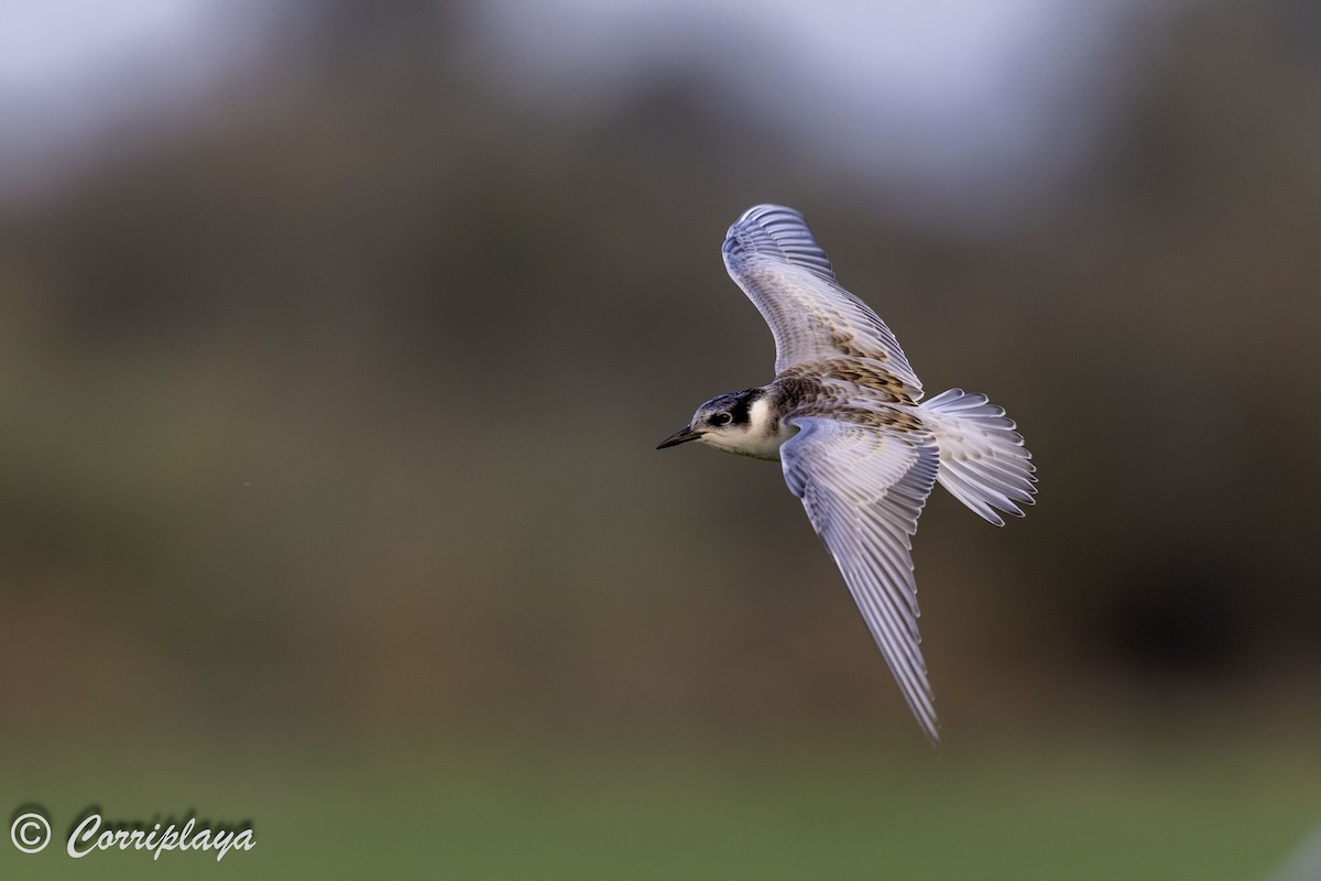 Whiskered Tern - ML638744396