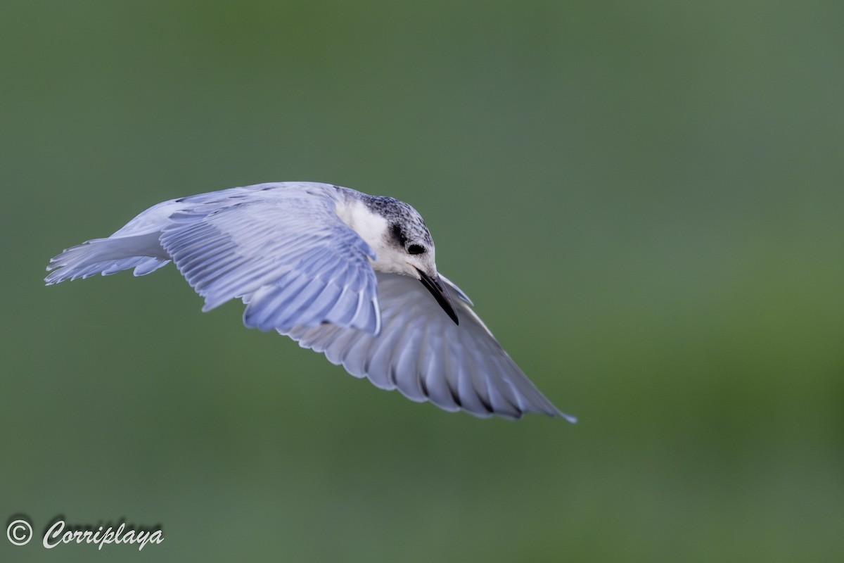 Whiskered Tern - ML638744397