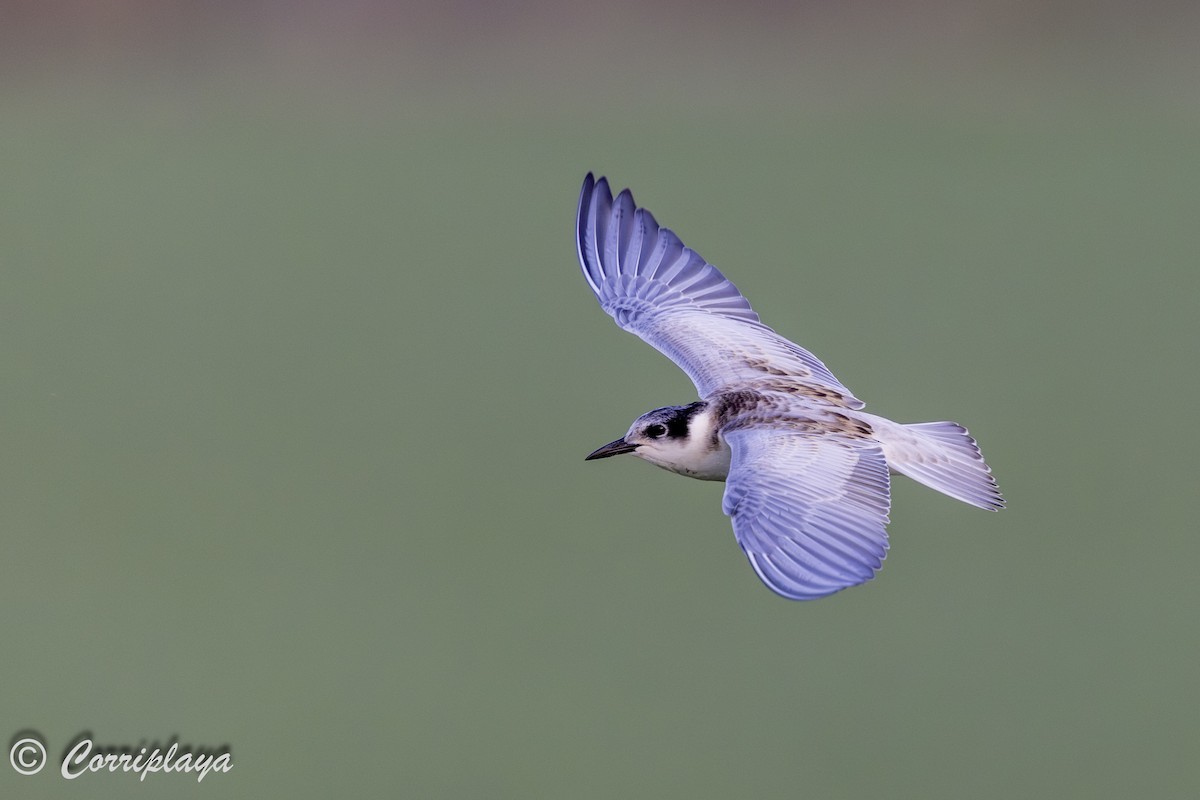 Whiskered Tern - ML638744398