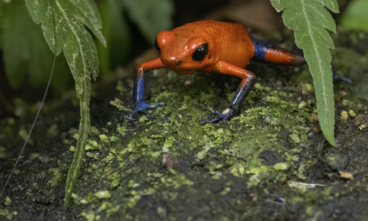Strawberry Poison Dart Frog - ML638744410