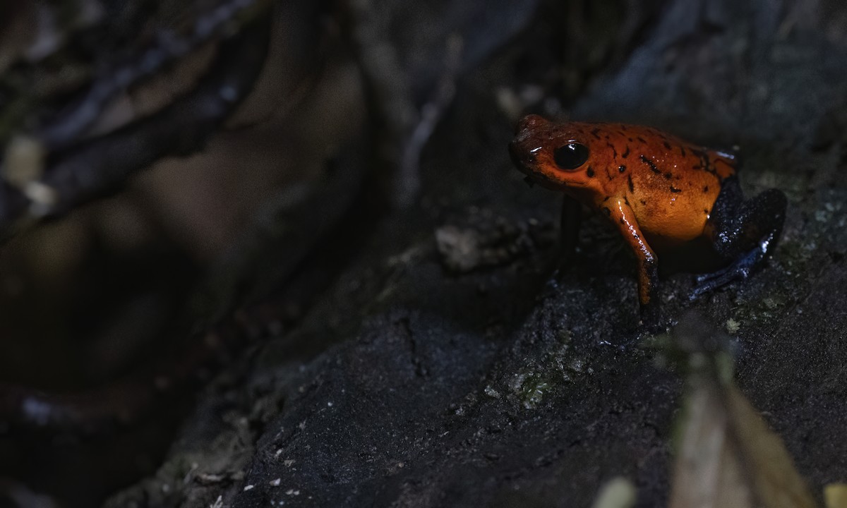 Strawberry Poison Dart Frog - ML638744433