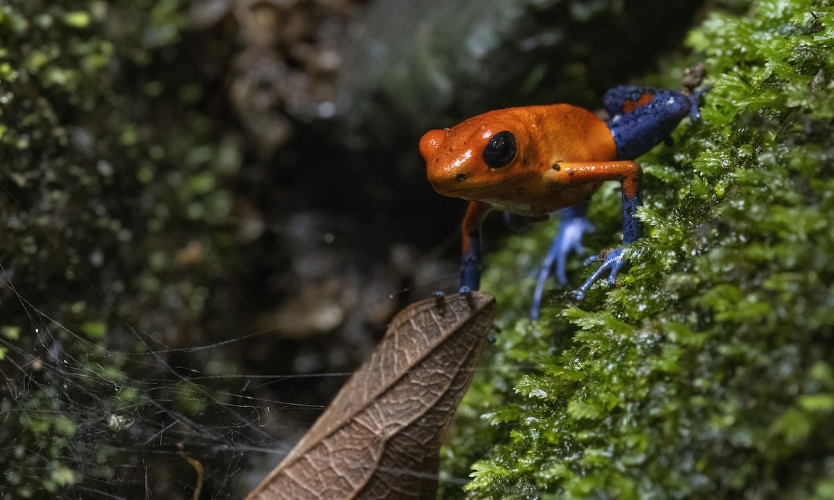 Strawberry Poison Dart Frog - ML638744471