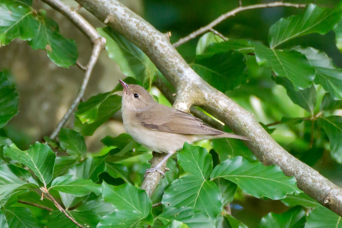 Garden Warbler - ML638744485