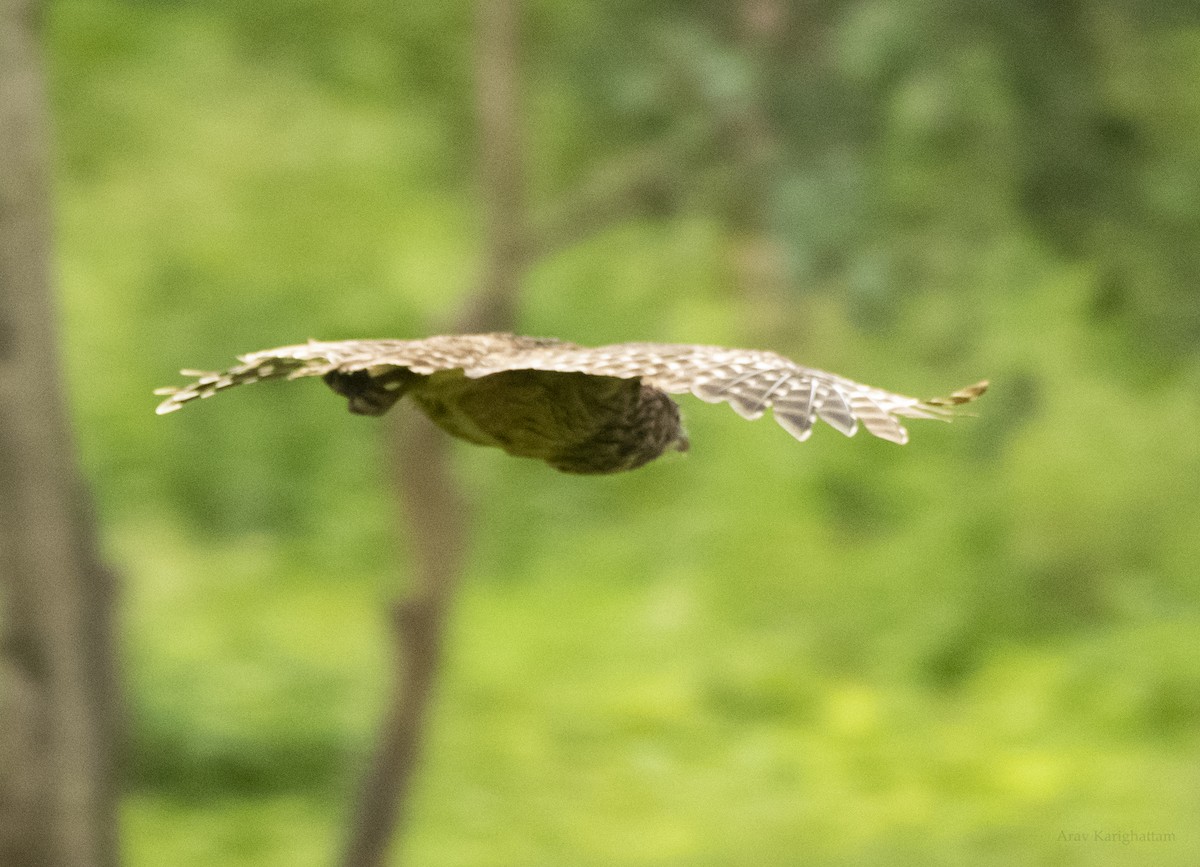 Brown Fish-Owl - ML638744488
