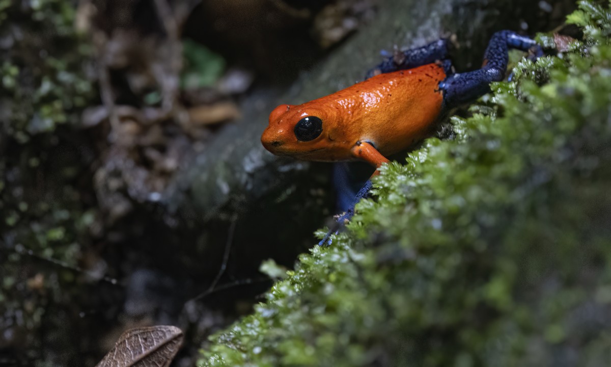 Strawberry Poison Dart Frog - ML638744491