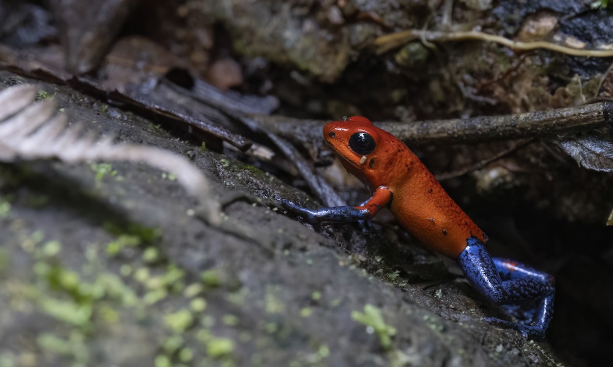 Strawberry Poison Dart Frog - ML638744522