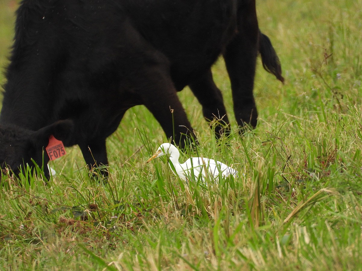 Eastern Cattle-Egret - ML638744560