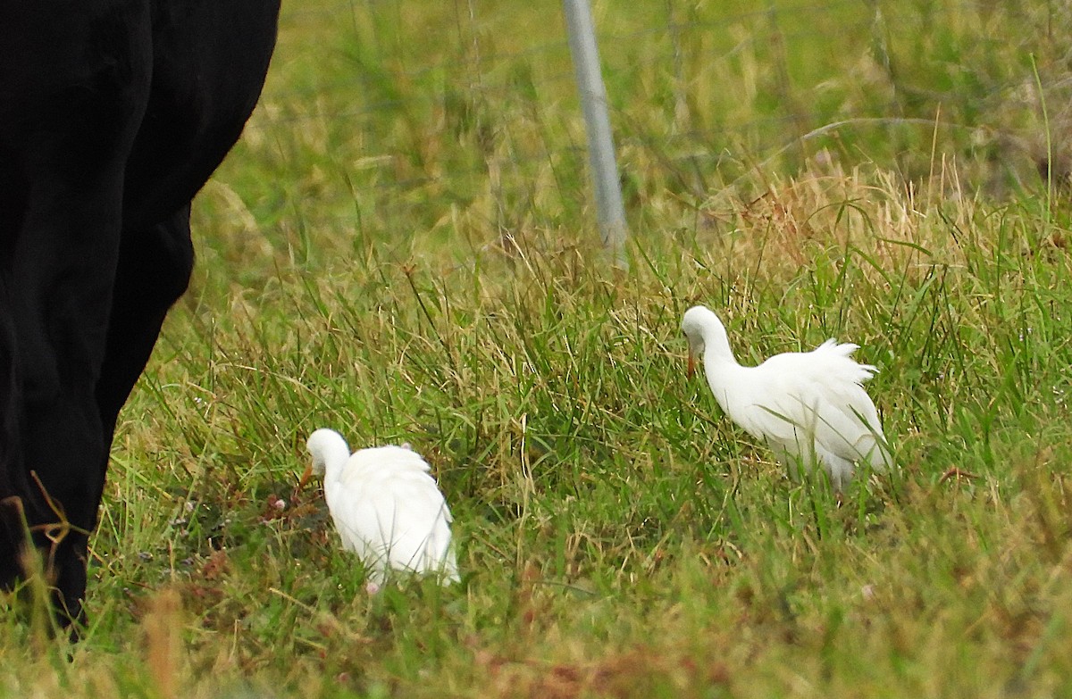 Eastern Cattle-Egret - ML638744569