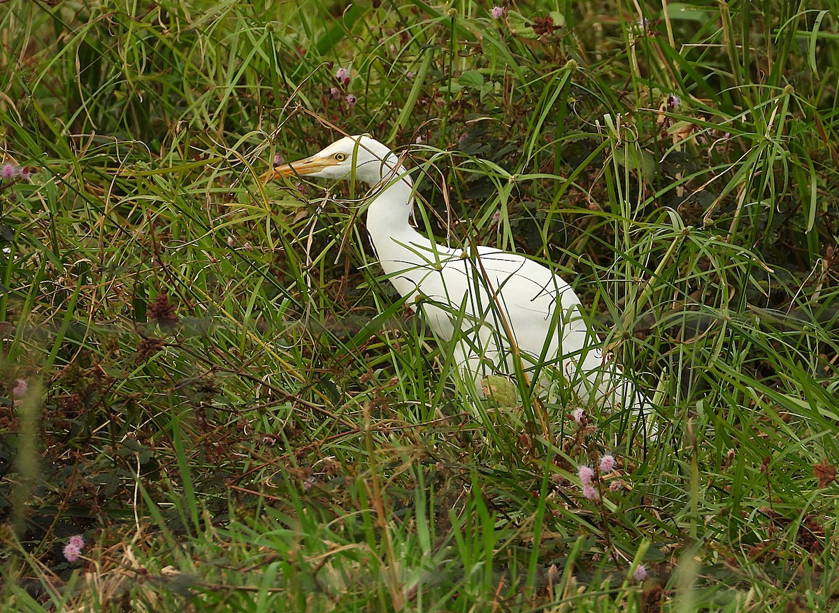 Eastern Cattle-Egret - ML638744570