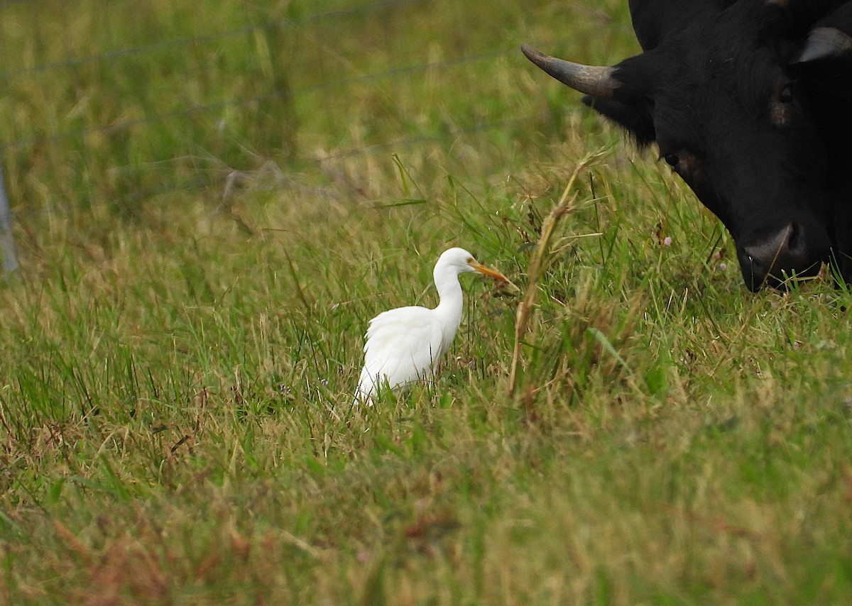 Eastern Cattle-Egret - ML638744573