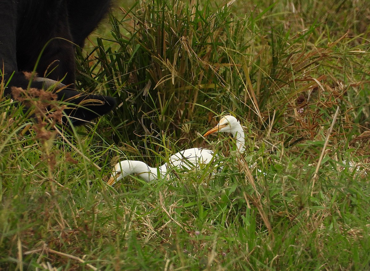 Eastern Cattle-Egret - ML638744578