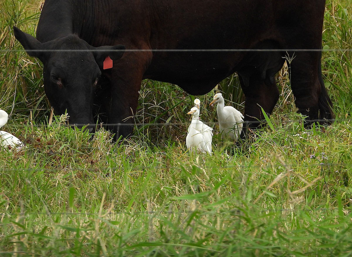 Eastern Cattle-Egret - ML638744580