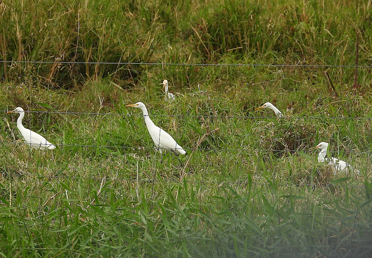 Eastern Cattle-Egret - ML638744583