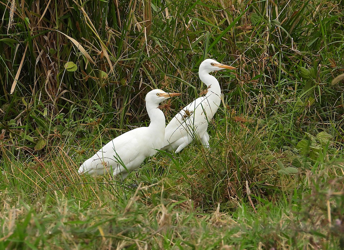 Eastern Cattle-Egret - ML638744587