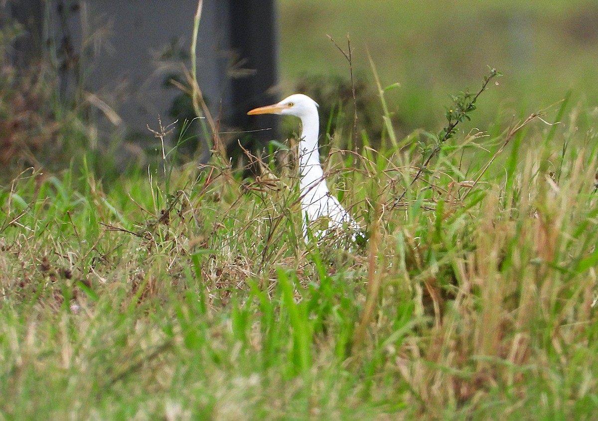 Eastern Cattle-Egret - ML638744595