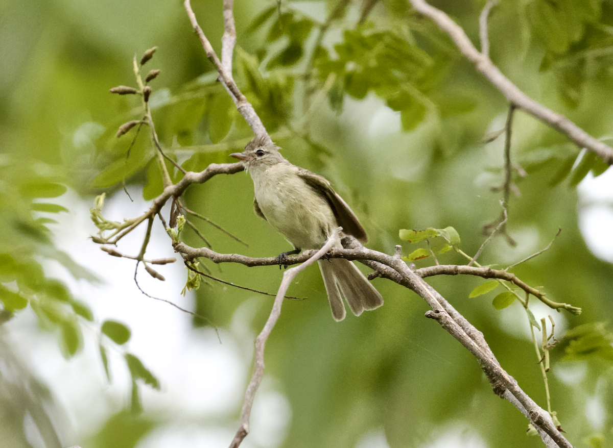 Northern Beardless-Tyrannulet - ML638744676