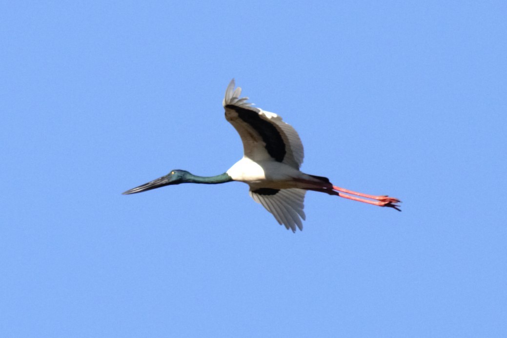Black-necked Stork - ML638744678