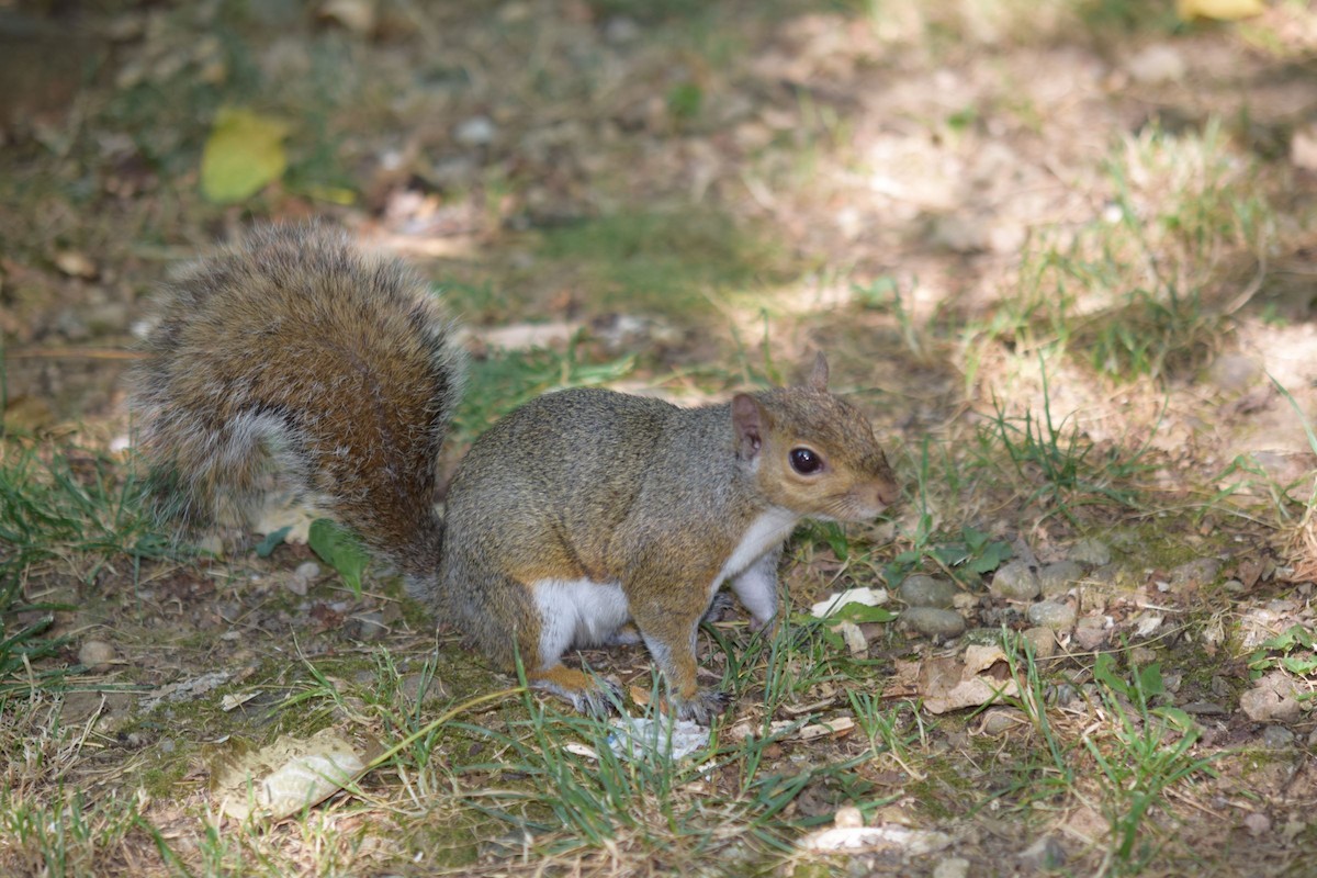 Mammals - ML638744746