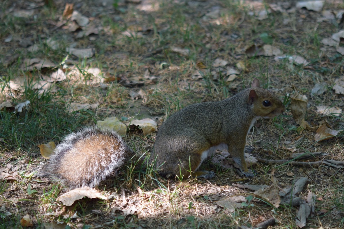 Mammals - ML638744748