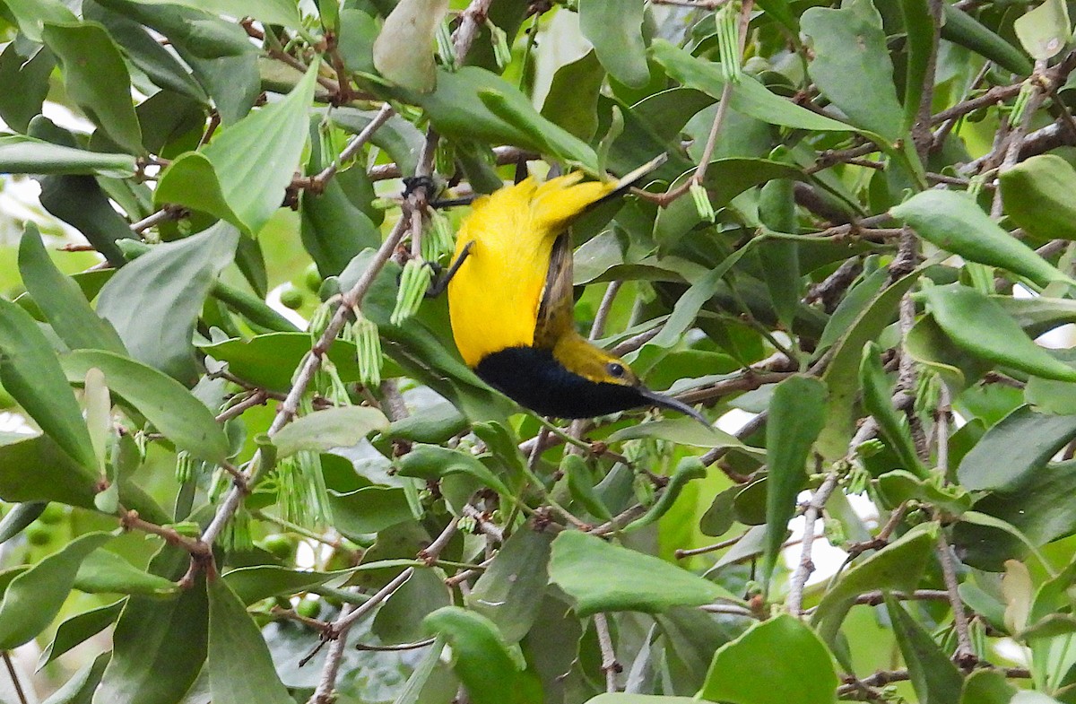 Sahul Sunbird - ML638744751