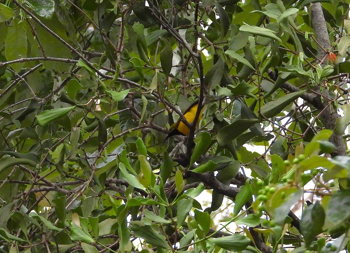 Sahul Sunbird - ML638744752