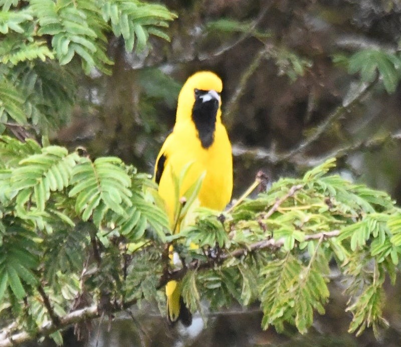 Желтохвостый трупиал - ML638744763