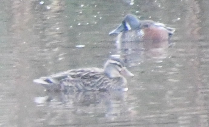 Mallard x Pacific Black Duck (hybrid) - ML638744775