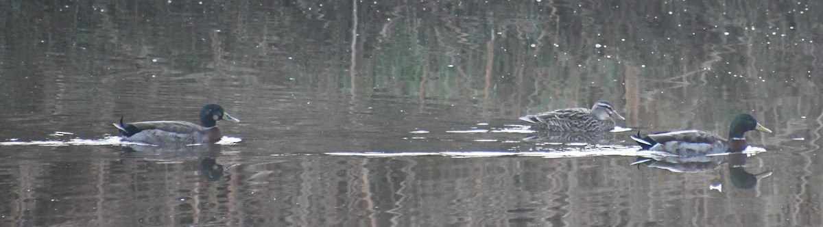 Mallard x Pacific Black Duck (hybrid) - ML638744819