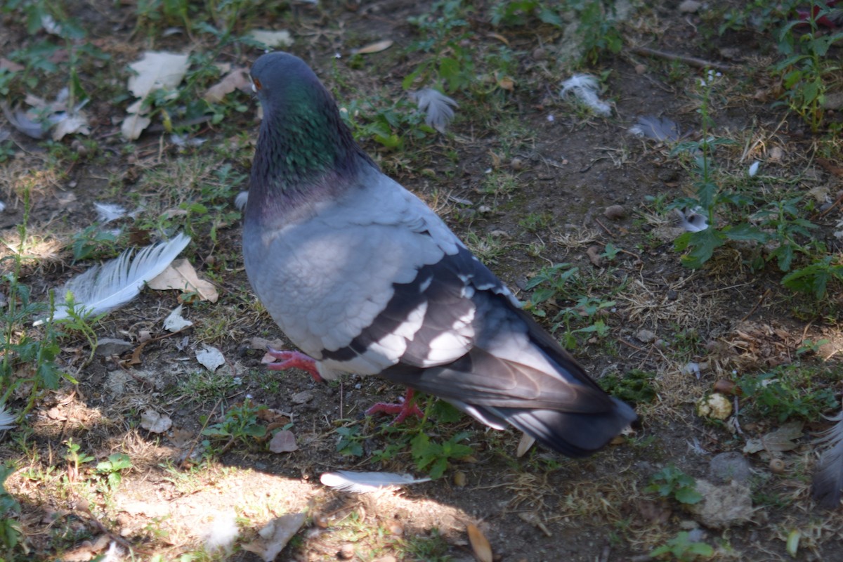 Rock Pigeon (Feral Pigeon) - ML638744827