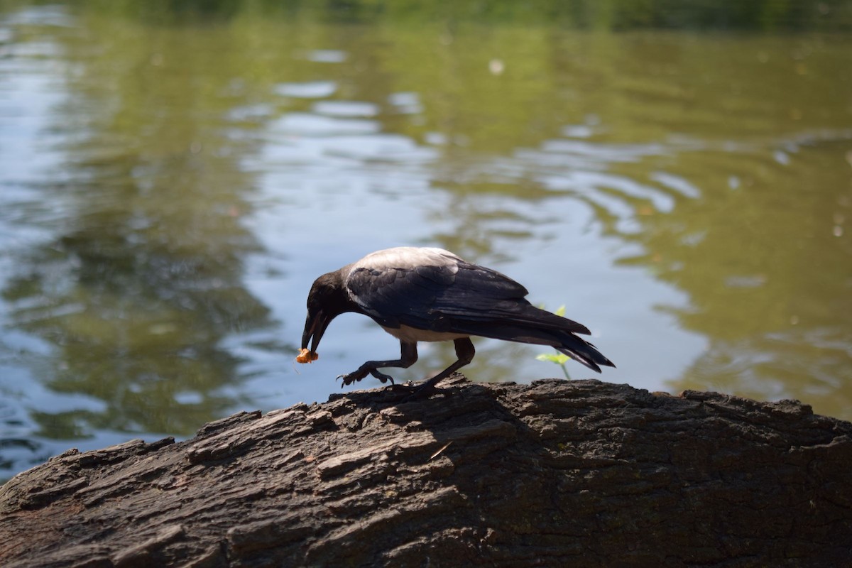 Hooded Crow - ML638744836