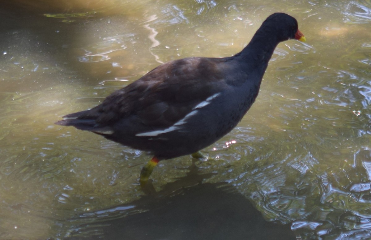 Eurasian Moorhen - ML638744847