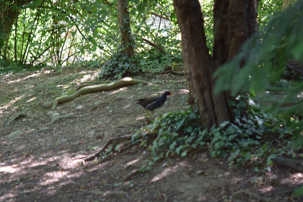 Eurasian Moorhen - ML638744848