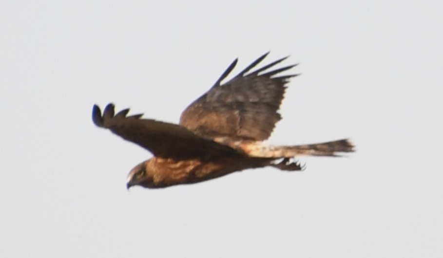 Swamp Harrier - ML638744853