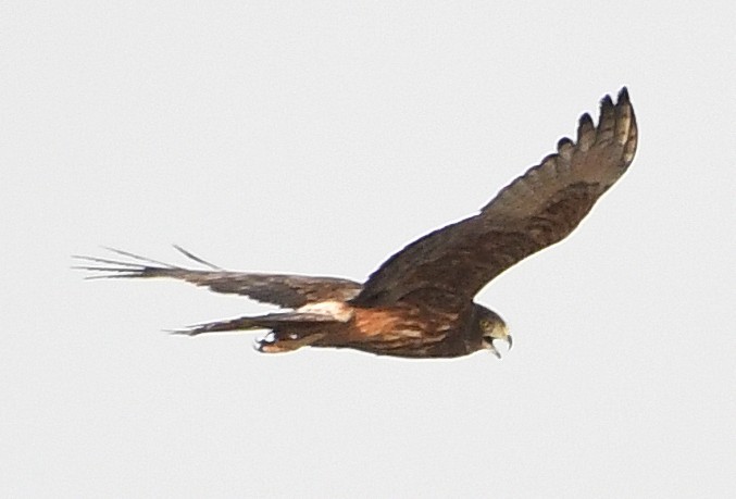 Swamp Harrier - ML638744854