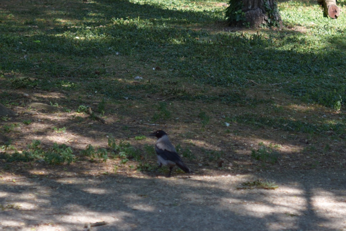 Hooded Crow - ML638744856